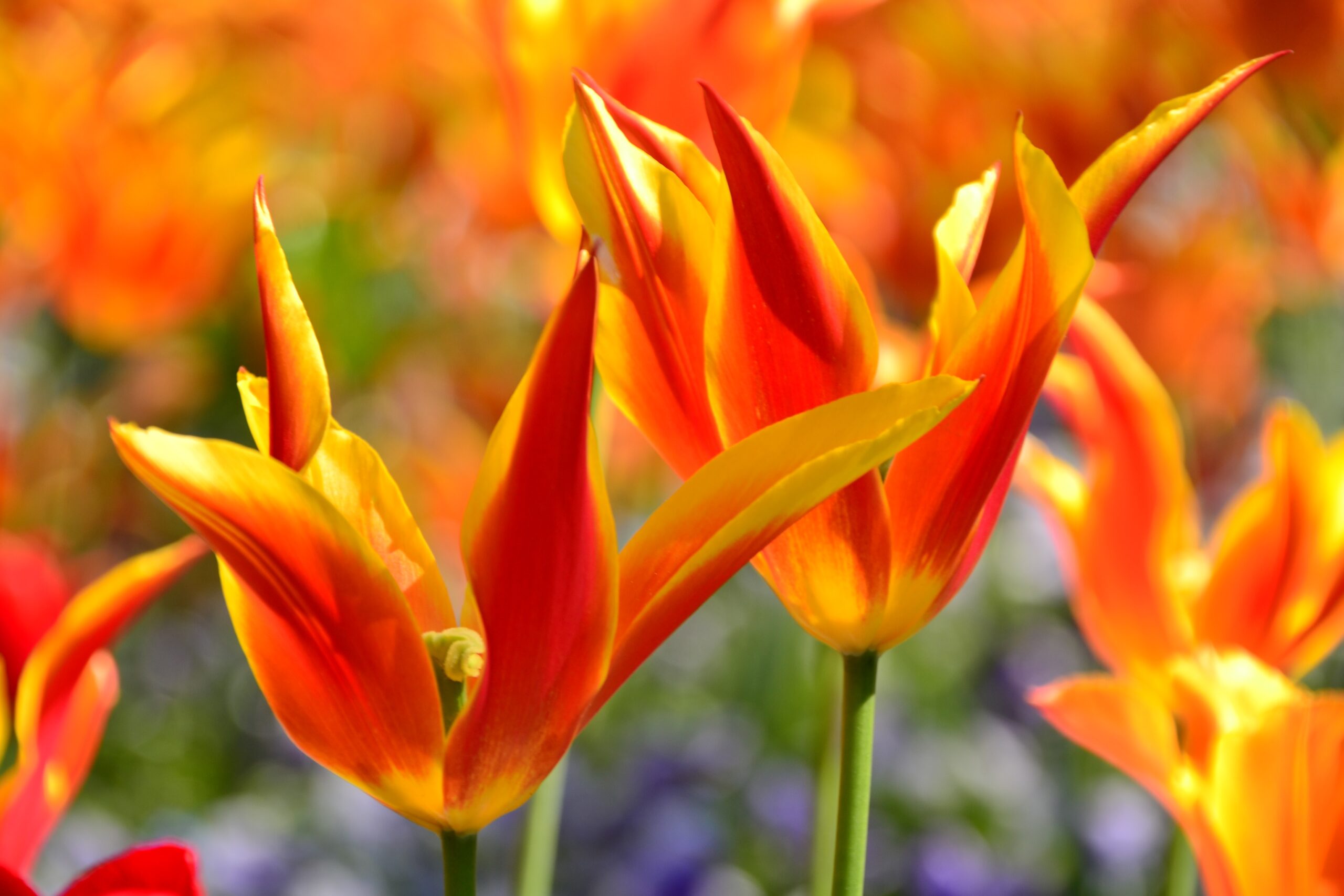 close-up-yellow-red-flowers